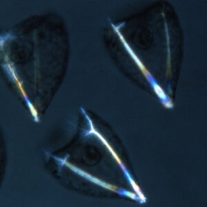 S. purpuratus early plutei - polarization microscopy