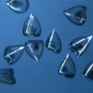 S. purpuratus early plutei - polarization microscopy
