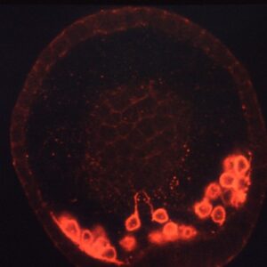 L. variegatus primary mesenchyme