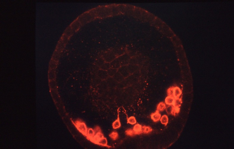 L. variegatus primary mesenchyme