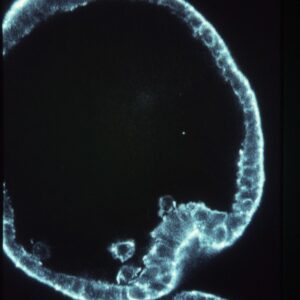 L. pictus early gastrula - phalloidin