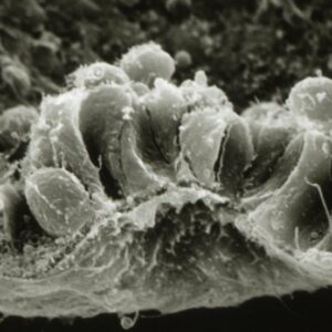 L. pictus vegetal plate - SEM