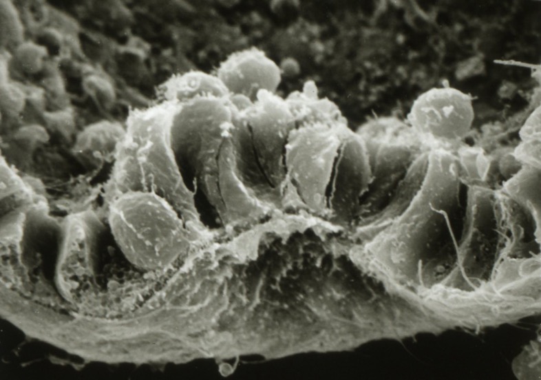 L. pictus vegetal plate - SEM