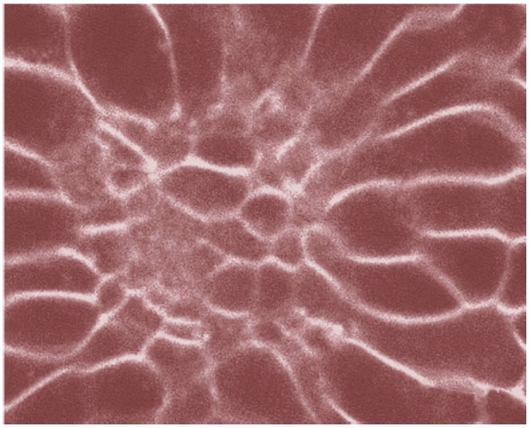 L. pictus vegetal plate - FM4-64