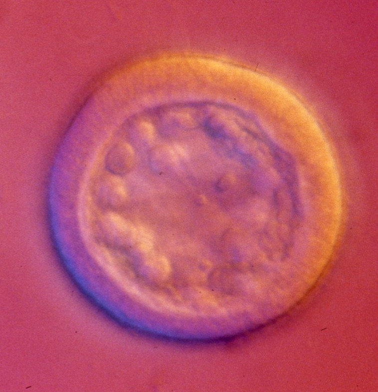 L. variegatus - Mab183 treated