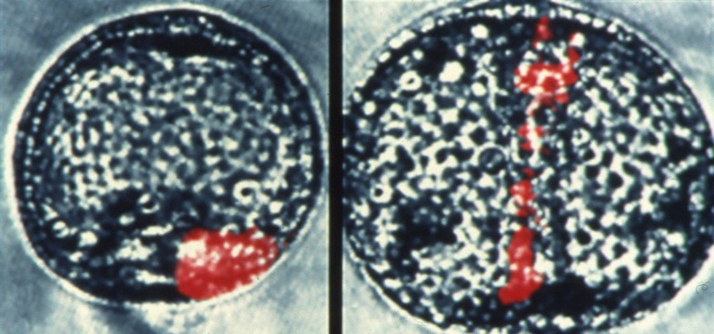 L. pictus gastrulae - labeled clones in vegetal plate