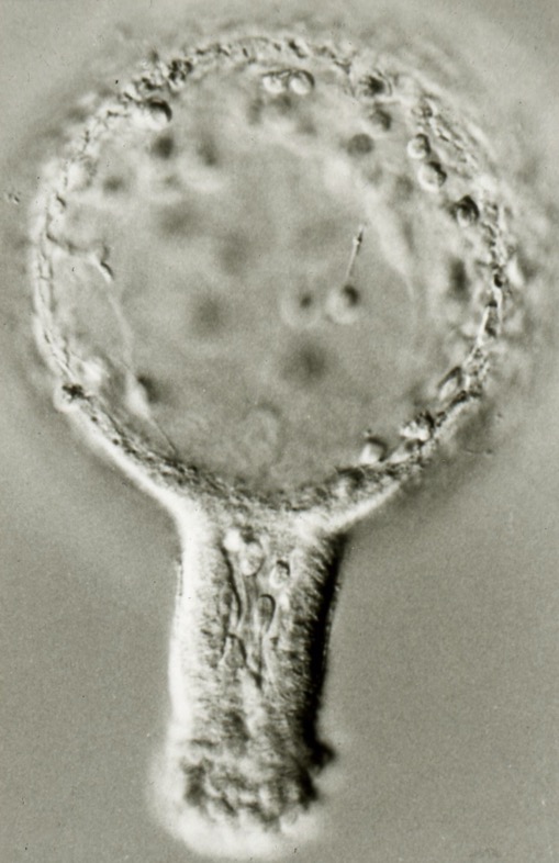 L. pictus exogastrula