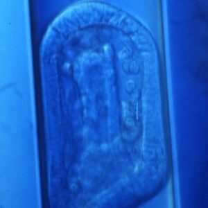 L. variegatus late gastrula in capillary tube