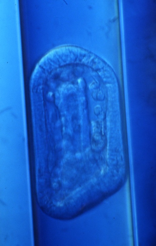 L. variegatus late gastrula in capillary tube