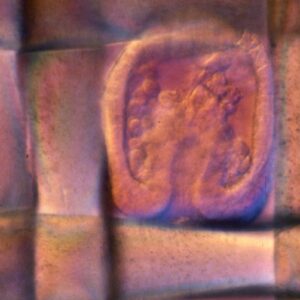 L. variegatus gastrula in Nitex mesh