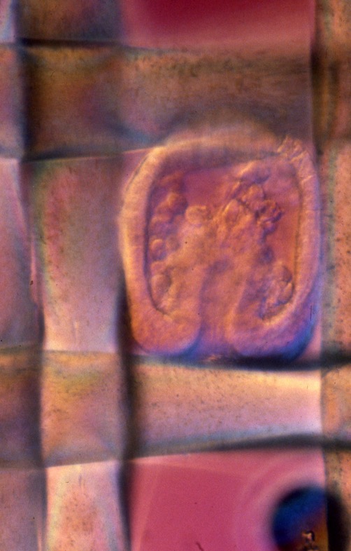 L. variegatus gastrula in Nitex mesh