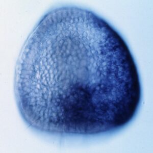 L. variegatus late gastrula - LvS1 in situ