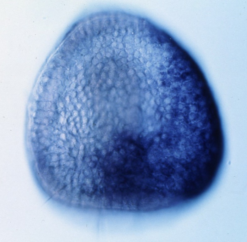 L. variegatus late gastrula - LvS1 in situ