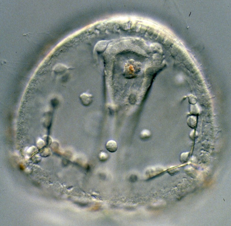 L. variegatus late gastrula (ventral)