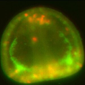 L. variegatus - snail (red) & PMCs (green)