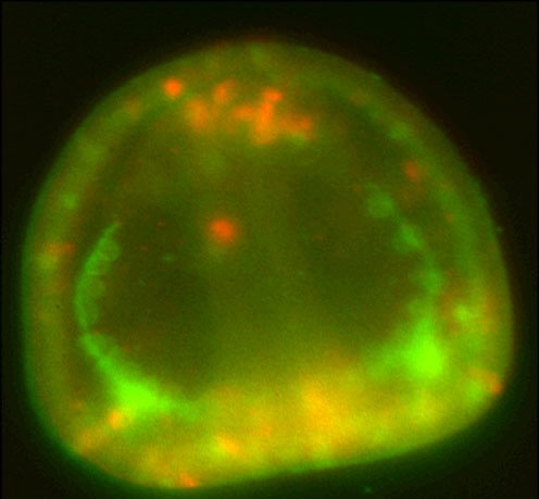 L. variegatus - snail (red) & PMCs (green)