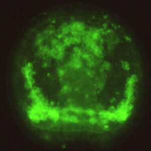 L. variegatus gastrula - 6a3 staining