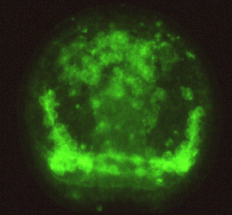 L. variegatus gastrula - 6a3 staining