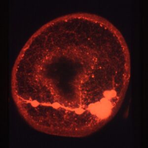 L. variegatus late gastrula - 1g8 staining + ECM