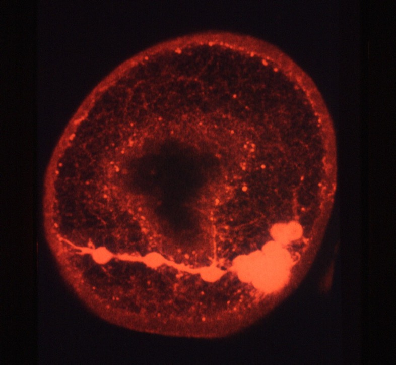 L. variegatus late gastrula - 1g8 staining + ECM