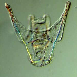 L. variegatus pluteus - aboral view