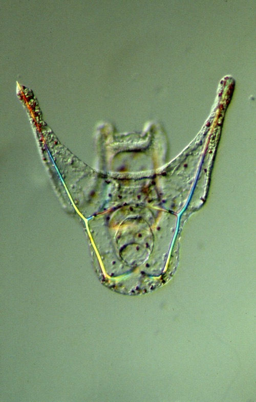 L. variegatus pluteus - aboral view