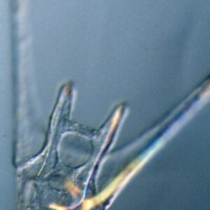 L. variegatus pluteus - oral view