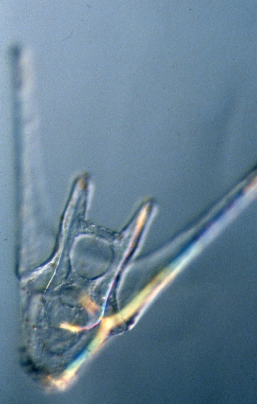 L. variegatus pluteus - oral view