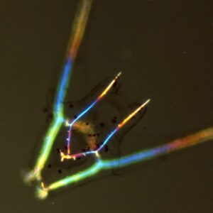 L. variegatus pluteus - polarization microscopy