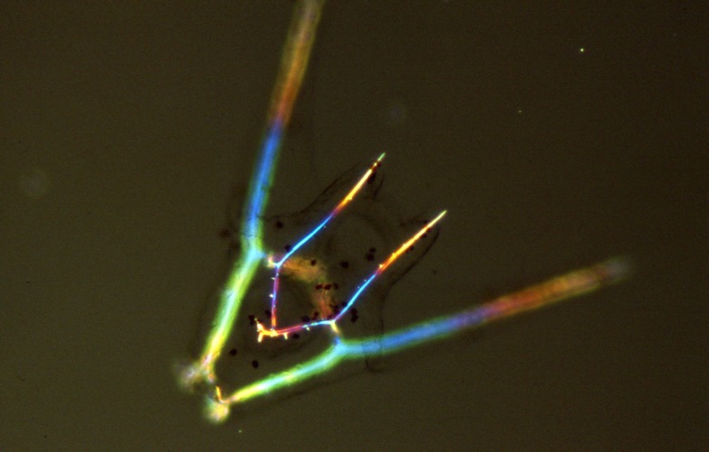L. variegatus pluteus - polarization microscopy