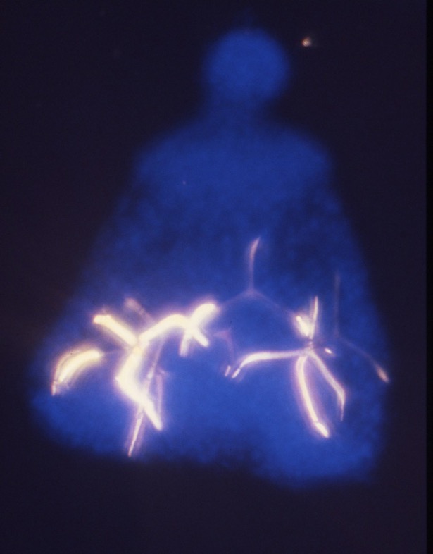 L. variegatus prism - NiCl2 treated (polarization)