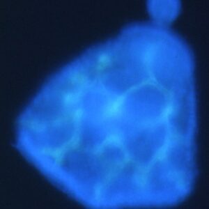 L. variegatus prism - NiCl2 treated (1g8 stained)
