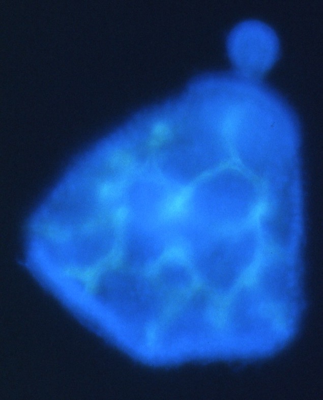 L. variegatus prism - NiCl2 treated (1g8 stained)