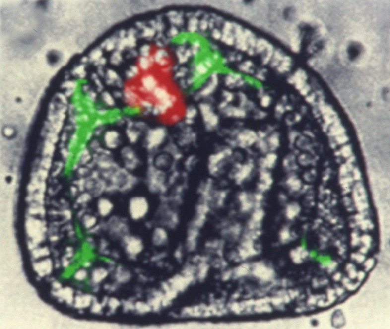L. variegatus veg2 clone induces skeleton