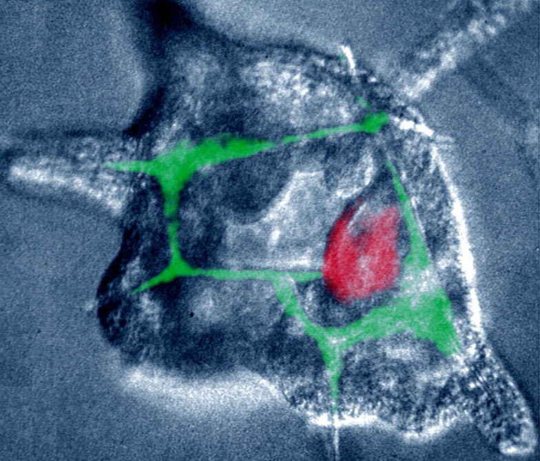 L. variegatus veg2 clone induces skeleton