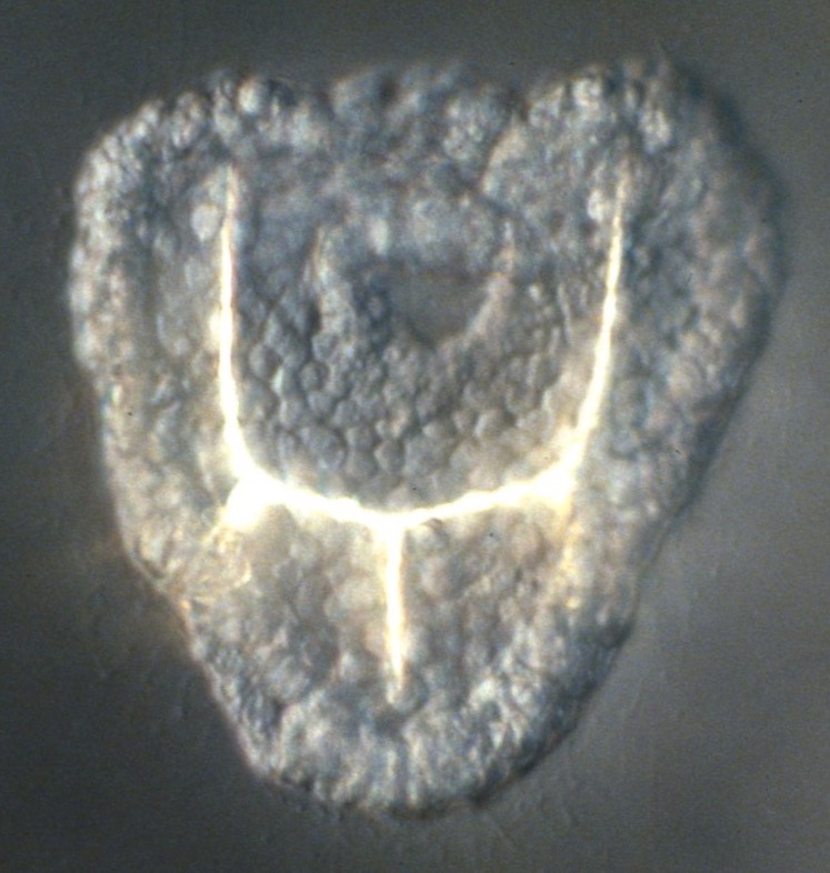 L. variegatus animal pole + PMCs