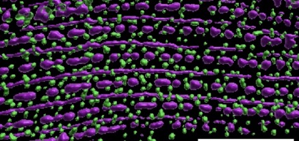 C. elegans muscle staining