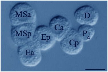Grana DB paper