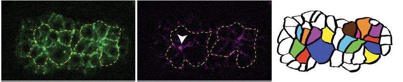 Ventral neuroblast rosettes