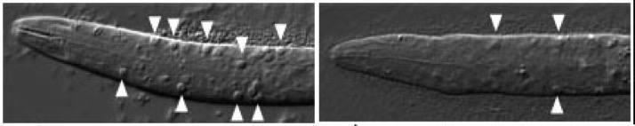 Neukomm srgp-1 paper