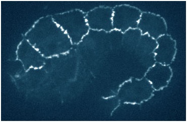 su740 hmp-2-4e-gfp in zu364 (blue)