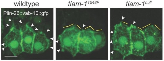 tiam-1 paper