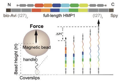 Magnetic tweezing PNAS paper