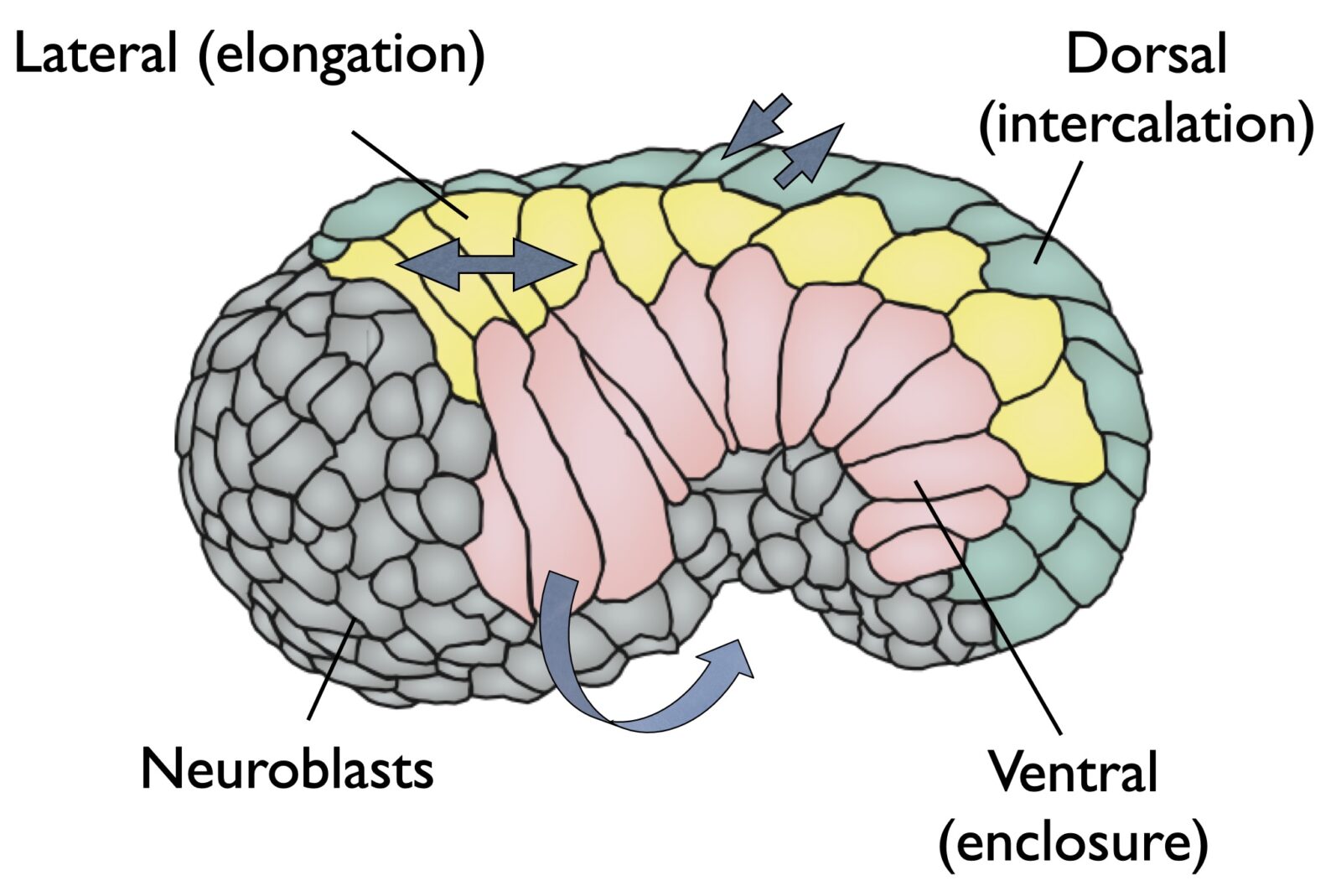 epidermis schematic